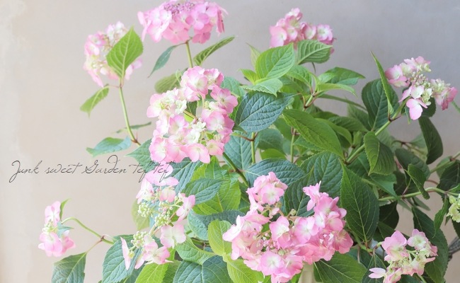 山紫陽花 『半八重ピンク』 | Flower Species,アジサイ | | Junk sweet