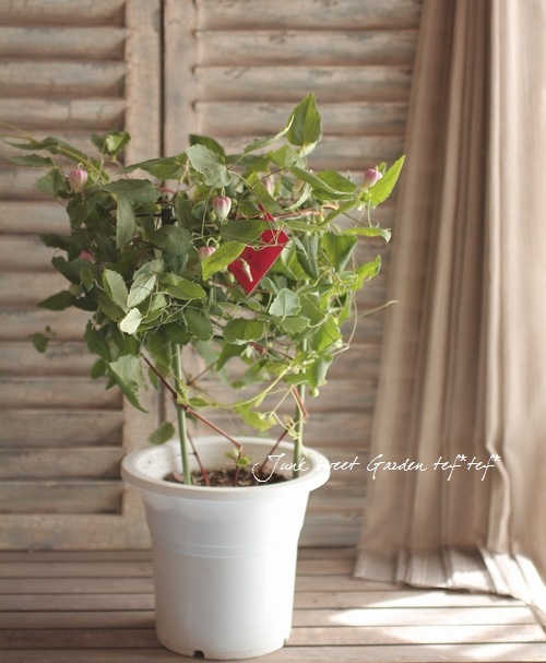 壺型クレマチス・ヴィオルナ 『バーシーカラー』 | すべての商品