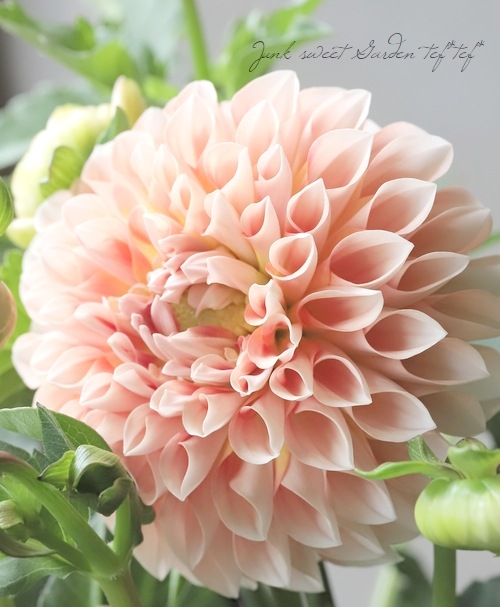 大輪咲きダリア 『ミックスキャティ』 | すべての商品 | | Junk sweet