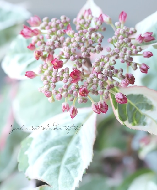 斑入り紫陽花 『オーロラ』 超多花性！ | すべての商品 | | Junk sweet