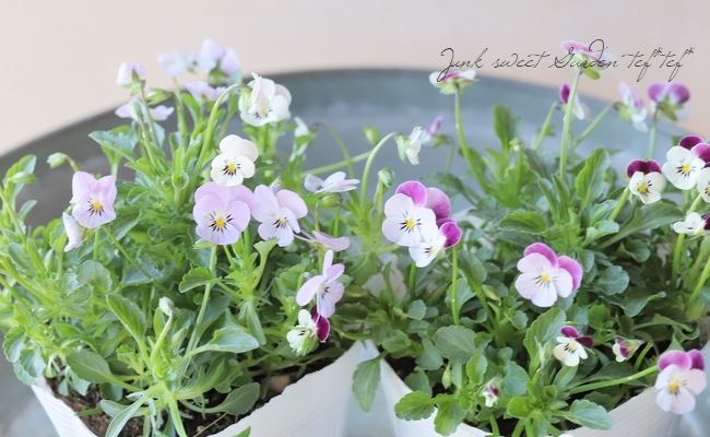 ○ビオラ・ビオレッタ 『クリームソーダ』 | すべての商品 | | Junk