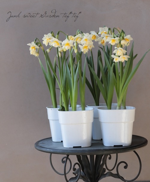 小輪スイセン 房咲芳香 3球植え 八重房日本水仙 すべての商品 Junk Sweet Garden Tef Tef 小輪スイセン 房咲芳香 3球植え 八重房日本水仙 すべての商品 Junk Sweet Garden Tef Tef