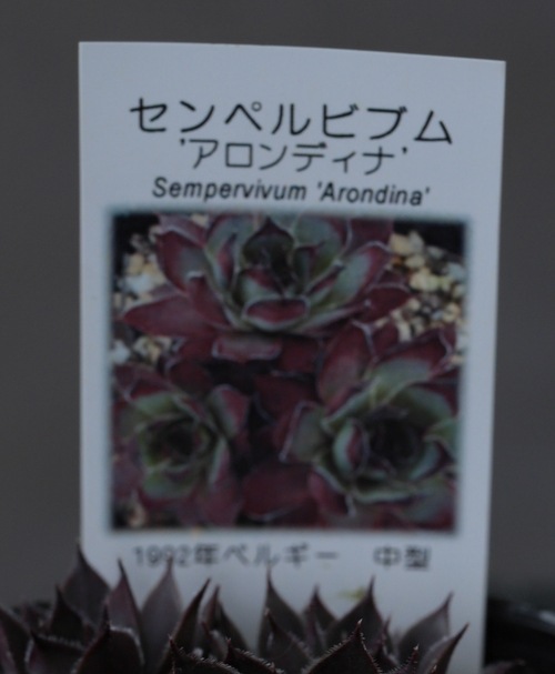 多肉植物】センペルビウム 『アロンディナ』 | Leaf Species,多肉植物