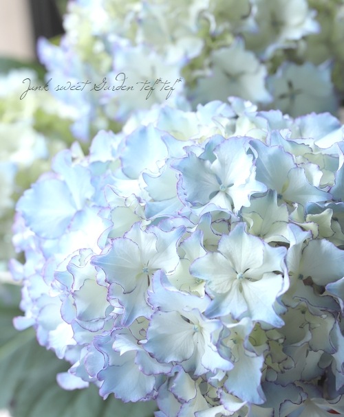 プレミアムフリル咲き紫陽花 『レオン』 ブルー ラベル付き　来季用 プレミアム紫陽花 『レオン』 | Flower Species,アジサイ | | Junk