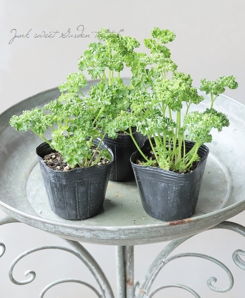 家庭菜園】 パセリ 『瀬戸パラマウント』 | すべての商品 | | Junk