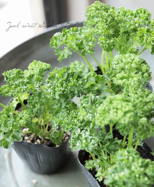 パセリ 家庭菜園】 パセリ 『瀬戸パラマウント』 | すべての商品 | | Junk