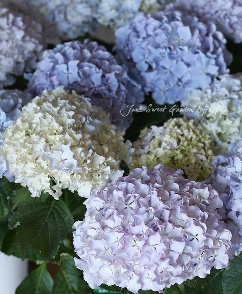 虹～紫陽花⭐ 早期分アジサイ月虹(ムーンボウ)入荷 | 北九州市小倉フローラル