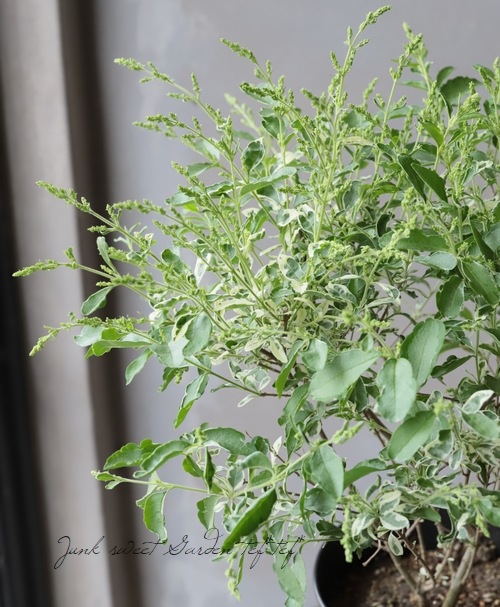 プリペット シルバープリペット すべての商品 Junk Sweet Garden Tef Tef