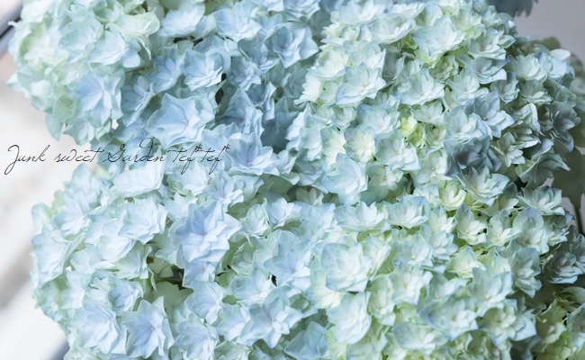 島根オリジナル品種】 紫陽花 『美雲 -ミクモ-』 ブルー | すべての