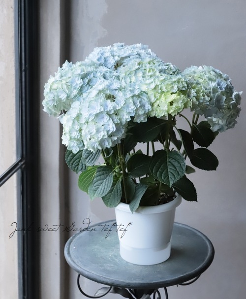 島根オリジナル品種 紫陽花 美雲 ミクモ ブルー すべての商品 Junk Sweet Garden Tef Tef