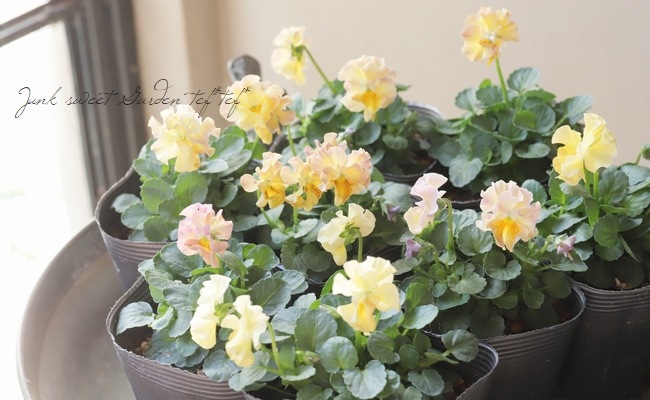 ☆みもとビオラ 『レモンムース』 | すべての商品 | | Junk sweet