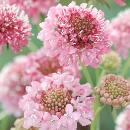 スカビオサ 『サーモンクイーン』 植え込み用 | すべての商品 | | Junk