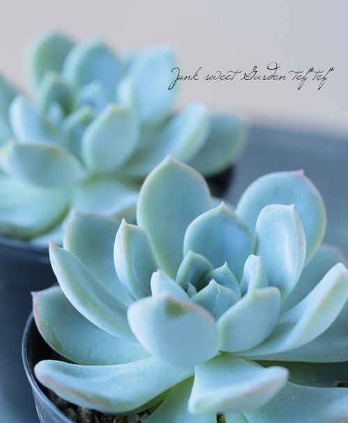 多肉植物】 『ウォーターリリー』 エケベリア属☆ | すべての商品