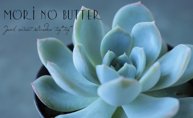 多肉植物・王姫ウォーターリリー錦・極上スペシャル斑 多肉植物・王姫ウォーターリリー錦・極上スペシャル斑