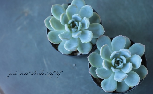 多肉植物】 『ウォーターリリー』 エケベリア属☆ | すべての商品