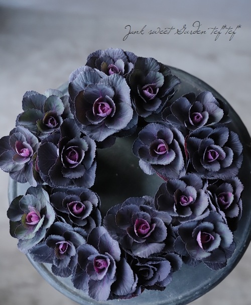 葉牡丹 ブラックルシアン 『ベルサイユ』 3本植え【Bタイプ】 | すべて