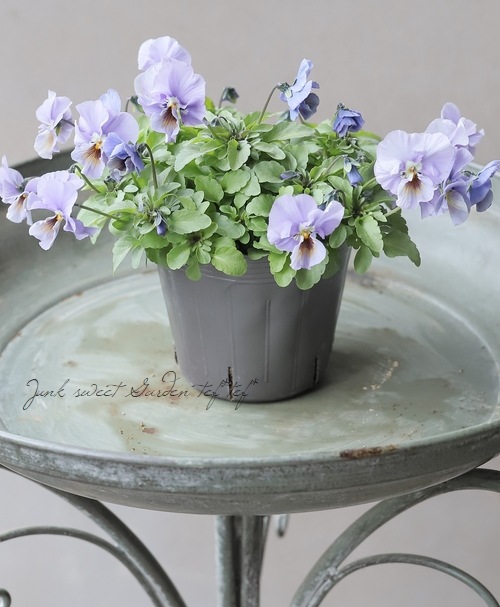 ▽【LUXURY SELECTION】tef*tef*オリジナル ビオラ 変わり咲き【I