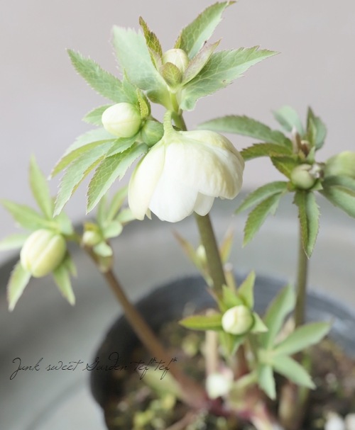 大和園】 クリスマスローズ 『ホワイトダブルカップ咲き』 2026【E