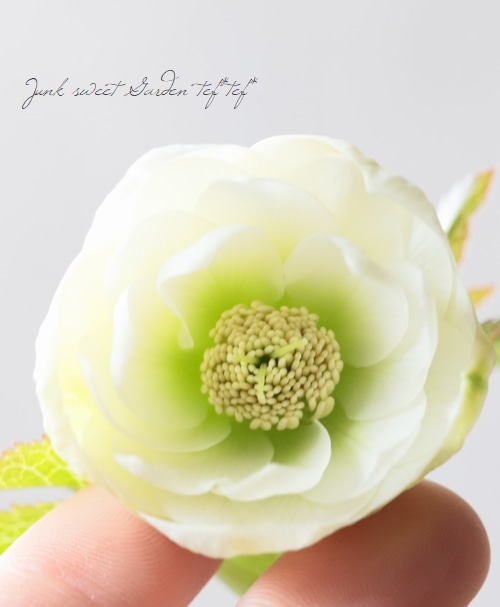 大和園】 クリスマスローズ 『ホワイトダブルカップ咲き』 2026【E