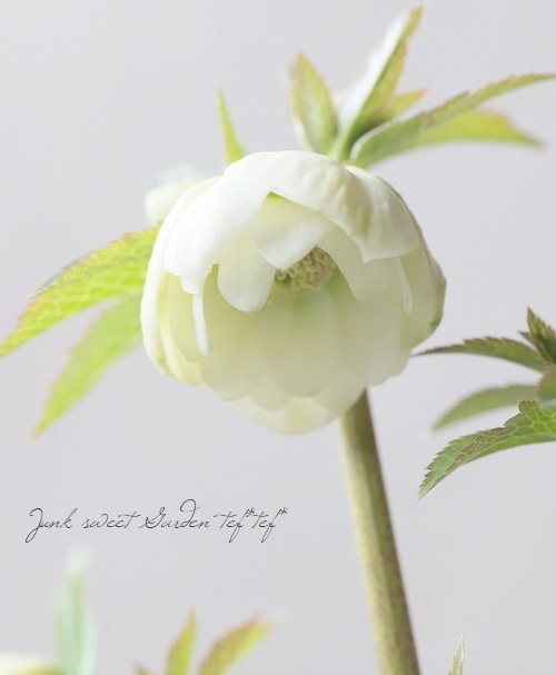 大和園】 クリスマスローズ 『ホワイトダブルカップ咲き』 2026【E