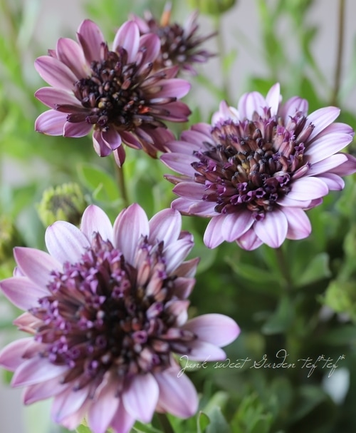 オステオトーム 八重咲きオステオスペルマム・プリンス 『プロバンス』 | すべての商品