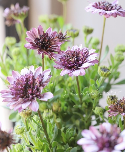 オステオトーム 八重咲きオステオスペルマム・プリンス 『プロバンス』 | すべての商品