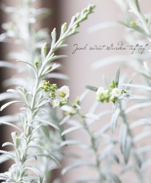 ����ե����ƥ����ޡ������륬�ĥ� ���إ���С��������