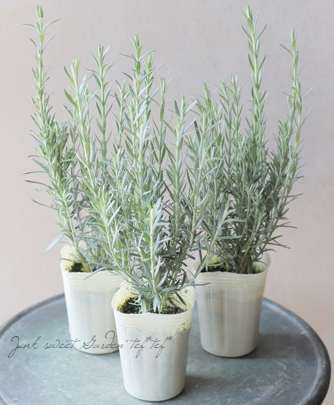 ����ե����ƥ����ޡ������륬�ĥ� ���إ���С��������