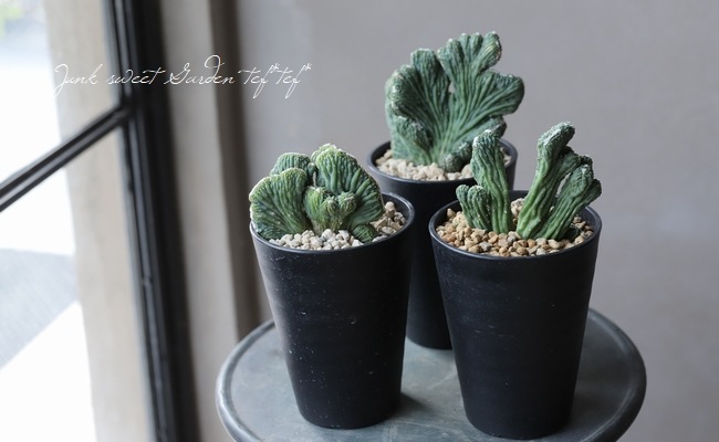 多肉植物】 イタリアサボテン・ポラスキア『雷神閣 綴化モンスト