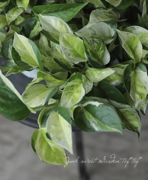 �ݥȥ����إ������Х륰�꡼��١��ߤ�ȭ