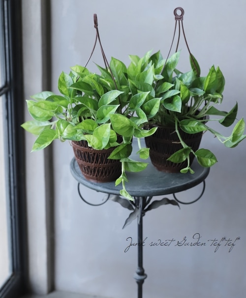 ポトス 『グローバルグリーン』 吊り鉢 | すべての商品 | | Junk sweet