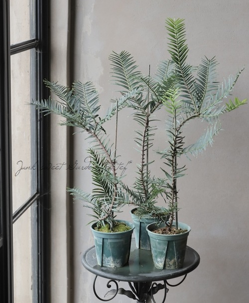 Wollemia nobilis ウォレマイパイン ジュラシックツリーH750 Wollemia nobilis ウォレマイパイン ジュラシックツリーH750