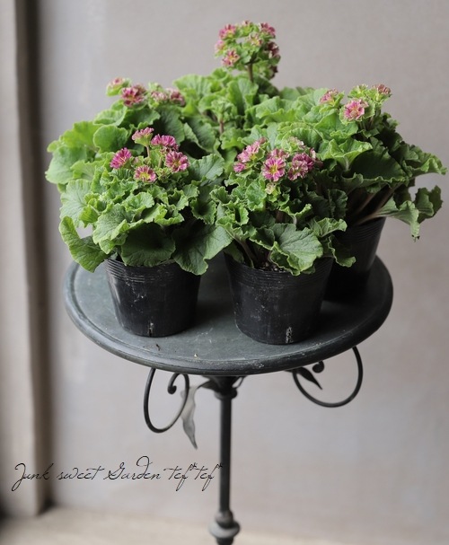 �ץ��顦���֥��˥���Ķ���������ʼ���إץꥫ��ȥ�٥ޥ��󥿿�