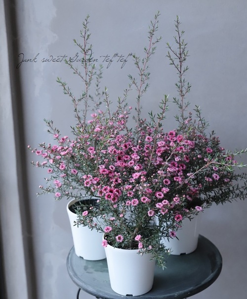 八重咲きギョリュウバイ ダブルピンク 寒さに強い常緑花木 Flower Species ギョリュウバイ Junk Sweet Garden Tef Tef 八重咲きギョリュウバイ ダブルピンク 寒さに強い常緑花木 Flower Species ギョリュウバイ Junk Sweet Garden Tef Tef