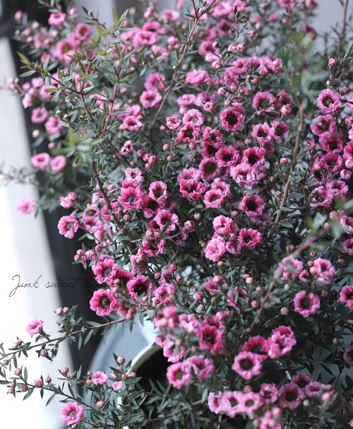 080142 ヤーバイ（檜）、緑度母象 高千代 高龗 (こうりゅう) 翠 無濾過生原酒 720ml (冷蔵) - うら