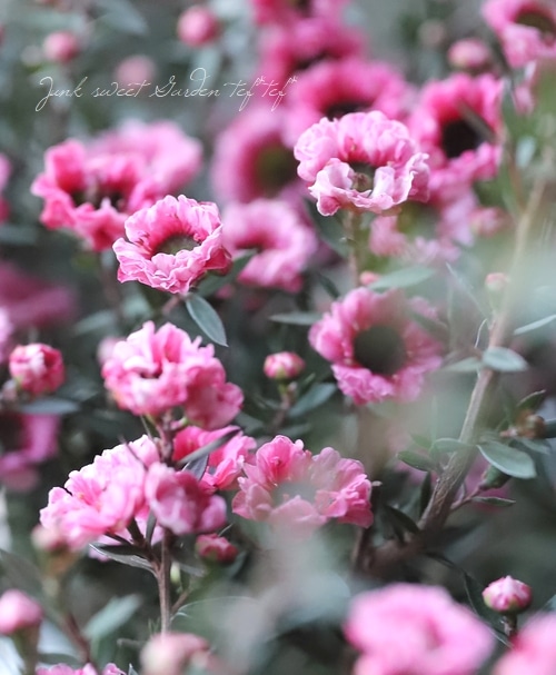 八重咲きギョリュウバイ 『ダブルピンク』 寒さに強い常緑花木