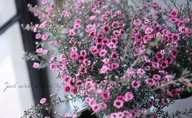 Ȭ�ź餭�����奦�Х� �إ��֥�ԥ󥯡� �����˶������в���