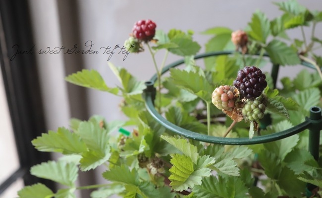 果樹】『ボイセンベリー』 樹高約90cm特大株！ | すべての商品