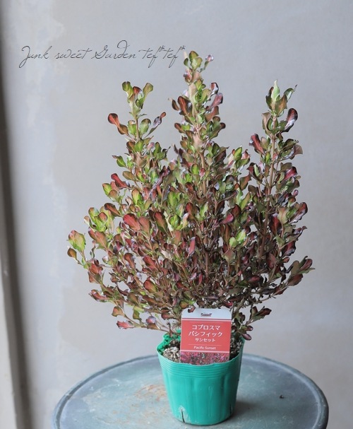 ���ץ����ޡ��إѥ��ե��å����󥻥åȡ�