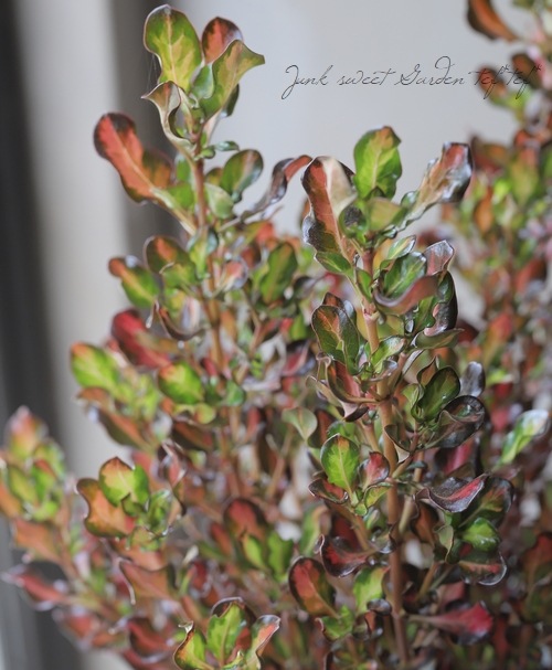 ���ץ����ޡ��إѥ��ե��å����󥻥åȡ�