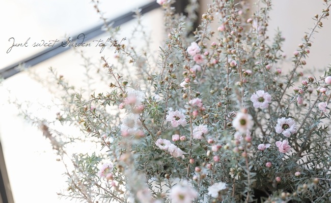 八重咲き 『白花ギョリュウバイ』 | すべての商品 | | Junk sweet