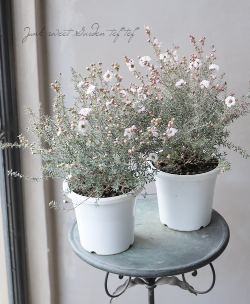 八重咲き 『白花ギョリュウバイ』 | すべての商品 | | Junk sweet