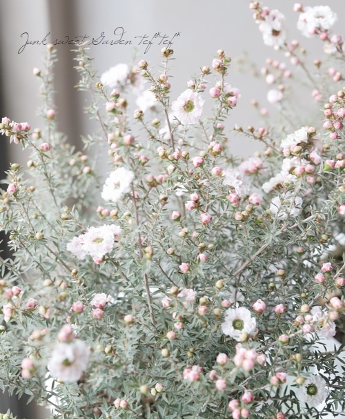 八重咲き 『白花ギョリュウバイ』 | すべての商品 | | Junk sweet