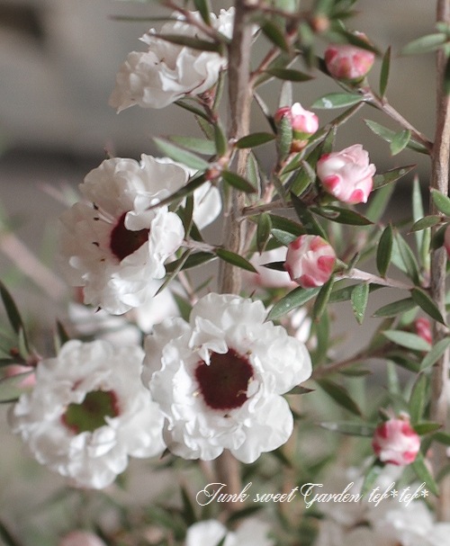 八重咲き 『白花ギョリュウバイ』 | すべての商品 | | Junk sweet