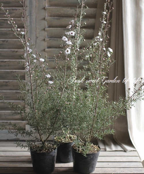 八重咲き 『白花ギョリュウバイ』 | すべての商品 | | Junk sweet