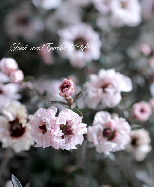 八重咲き 『白花ギョリュウバイ』 | すべての商品 | | Junk sweet