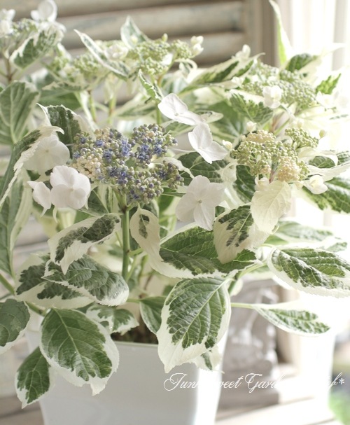 紫陽花 斑入りガク紫陽花 『恋路ヶ浜』 10号特大鉢 | すべての商品 | | Junk