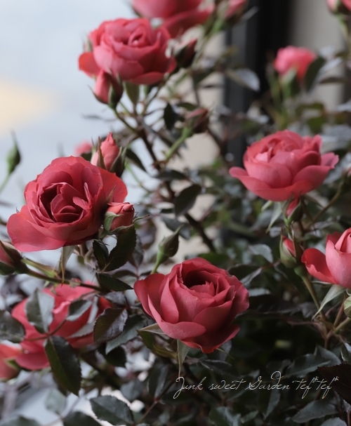 ミニバラ 『コーヒーオベーション』 | すべての商品 | | Junk sweet