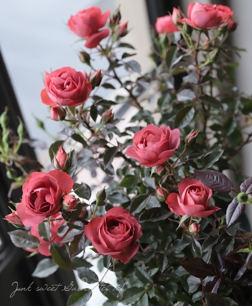 ミニバラ 『コーヒーオベーション』 | すべての商品 | | Junk sweet