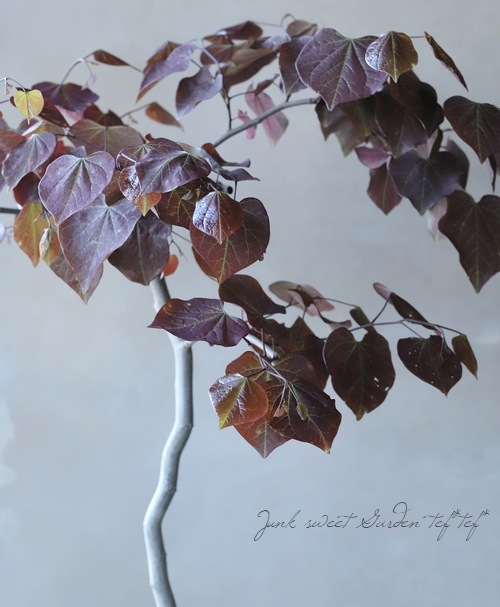 ����ꥫ�ϥʥ�����  �إ�ӡ��ե����륺��